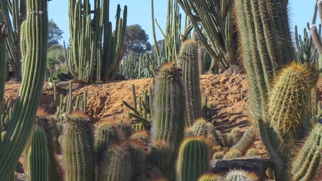 Cactus on hot day