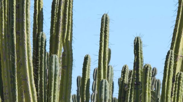 Cactus stumps