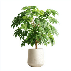 pachira aquatica plant