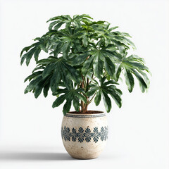 pachira aquatica plant