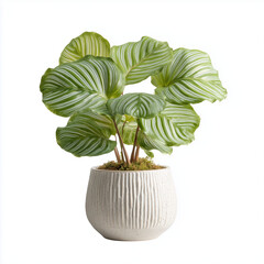 calathea orbifolia plant