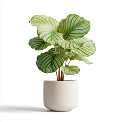 calathea orbifolia plant