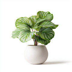 calathea orbifolia plant