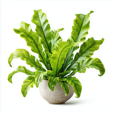 bird's nest fern (Asplenium nidus), a popular houseplant. 