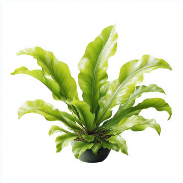 bird's nest fern (Asplenium nidus), a popular houseplant. 