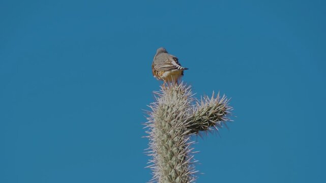Orange beaked bird on top of cactus