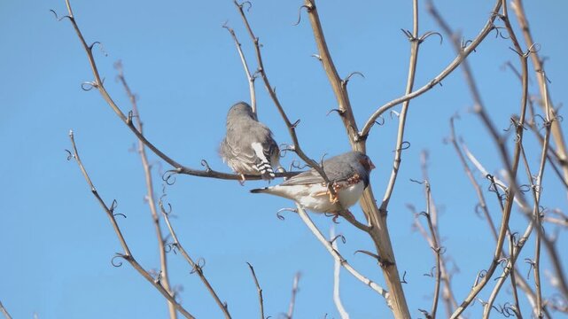 Orange beaked birds fly away