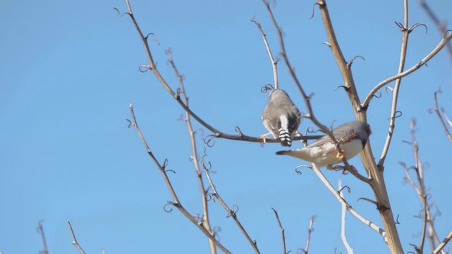 Orange beaked birds on branches