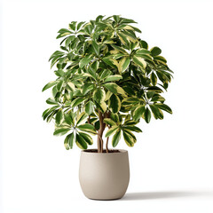 dwarf umbrella tree bonsai on pot