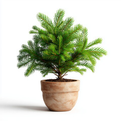 Norfolk Island Pine (Araucaria heterophylla), a popular houseplant often used as a small, living Christmas tree. 