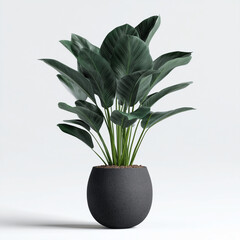 potted Spathiphyllum plant, commonly known as a peace lily, in a black