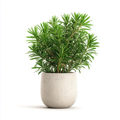 Lady Palm (Rhapis excelsa) plant. 