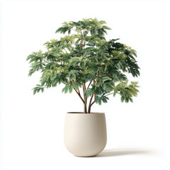 Fishtail Palm plant (Caryota spp.) in a white, rounded pot.