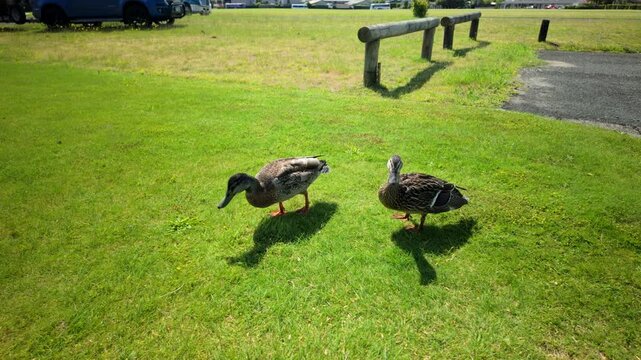Ducks Grooming On Green Grass