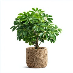 Naklejka premium green plant in a pot