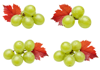 four isolated clusters of plump green grapes and scarlet autumnal leaves with dew, macro detail on a transparent high-key flat lay background. concept for healthy superfood advertising