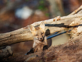 Young Red Fox Kit at the Den Entrance in Warm Evening Light