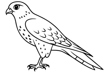 Fototapeta premium kestrel silhouette line art vector illustration with a white background