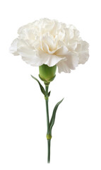white carnation flower on white background