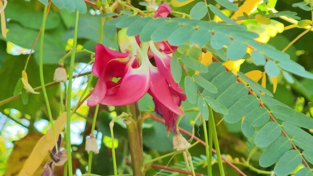 Red Sesbania grandiflora in the garden