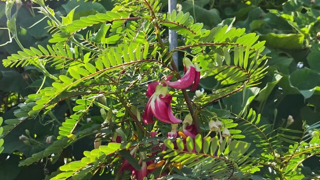 Red Sesbania grandiflora in the garden