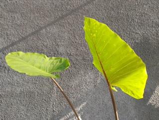 Beautiful Xanthosoma violaceum planted in the garden of a house