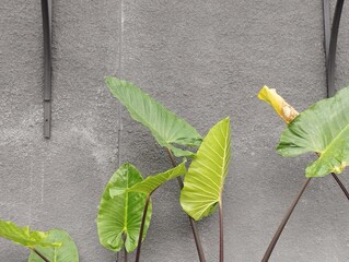 Beautiful Xanthosoma violaceum planted in the garden of a house