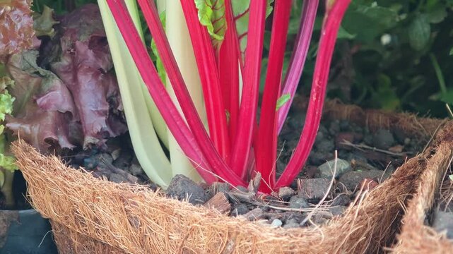 Swiss chard in the garden