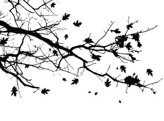 Silhouette of bare branche of tree isolated on white. Black and white vector illustration
