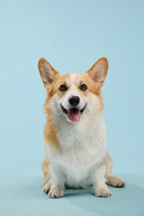 Corgi with joyful look sitting on studio backdrop of light blue. Legs apart and ears up, creating playful composition.
