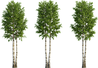 three slender birch trees (betula pendula) with lush green leaves and textured white bark detailed with golden highlights, sharp focus on a transparent studio background. concept of elegant botanical