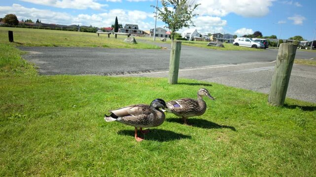 Ducks On Grass In Suburban Street