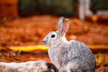 Silver Rabbit Resting on Ground