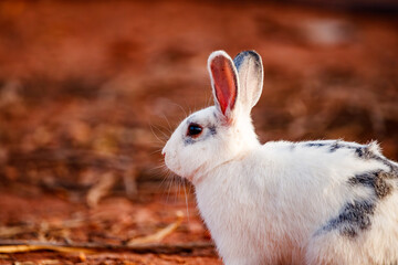 Spotted White Rabbit on Red Soil
