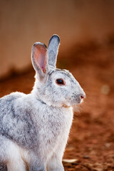 Silver Rabbit Looking Right in Carrizosa