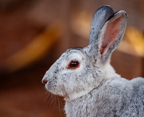 Detailed Profile of a Silver Rabbit