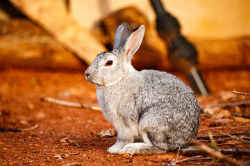 Grey Rabbit in Profile in Carrizosa