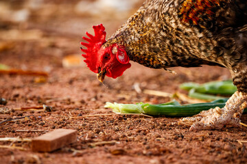 Rooster Foraging for Food in Carrizosa