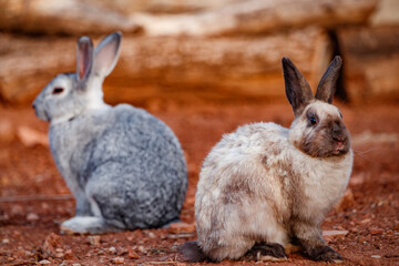 Two Rabbits Resting on Red Earth