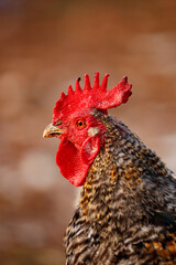 Profile of a Mottled Rooster with a Bright Red Comb © Cavan