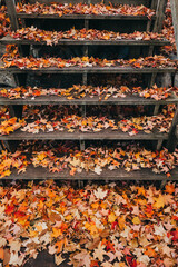 Wooden stairs covered in fallen colorful leaves on a fall day.