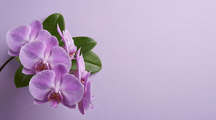 Obraz premium Beautiful purple Phalaenopsis orchid flowers on pastel purple background with copy space