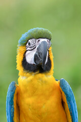 portrait of a macaw with its beautiful and colorful feathers