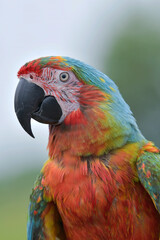 portrait of a macaw with its beautiful and colorful feathers