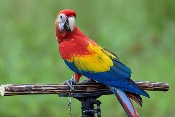 portrait of a macaw with its beautiful and colorful feathers
