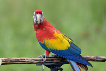 portrait of a macaw with its beautiful and colorful feathers
