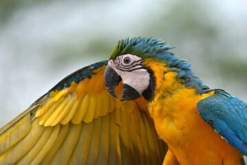 portrait of a macaw with its beautiful and colorful feathers