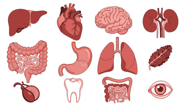 Detailed illustration of human internal organs, including brain, heart, lungs, and digestive system, essential for medical education