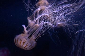 The image shows a jellyfish, possibly a Chrysaora hysoscella or Chrysaora melanaster, swimming underwater. Its bell-shaped body and long tentacles are visible