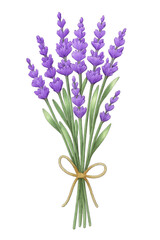 Watercolor bouquet of fragrant purple lavender tied with a ribbon